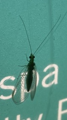 Hemerobiiformia