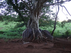 Ficus obtusiuscula