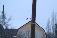 Corvus cornix