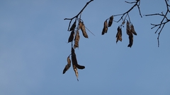 Robinia pseudoacacia