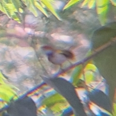 Orthotomus atrogularis