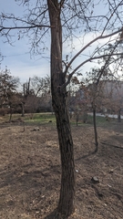 Robinia pseudoacacia