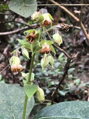 Trichodesma calycosum