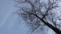 Robinia pseudoacacia