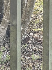 Thryothorus ludovicianus