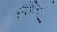 Robinia pseudoacacia