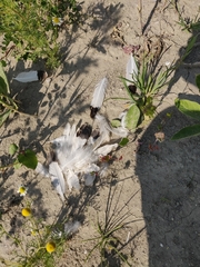 Chroicocephalus ridibundus