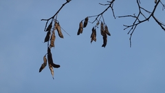 Robinia pseudoacacia