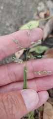 Poa annua