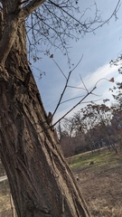 Robinia pseudoacacia