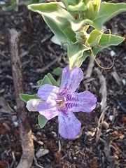 Dyschoriste humilis