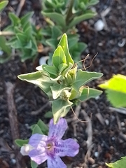 Dyschoriste humilis