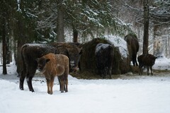 Bison bonasus