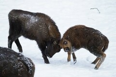 Bison bonasus
