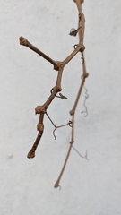 Vitis vinifera