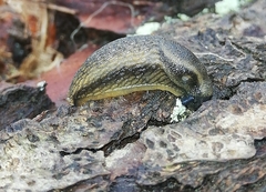 Kobeltia