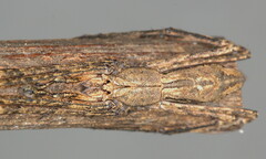 Menneus camelus