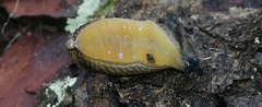 Kobeltia