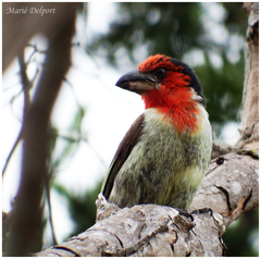 Lybius torquatus torquatus