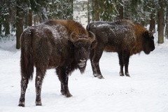 Bison bonasus