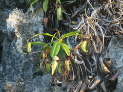 Nepenthes