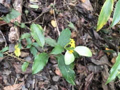 Mussaenda formosanum