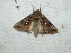 Autographa pulchrina