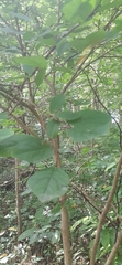 Dirca palustris