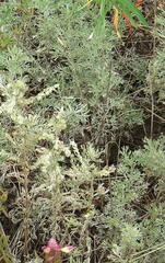 Artemisia austriaca