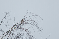 Turdus pilaris