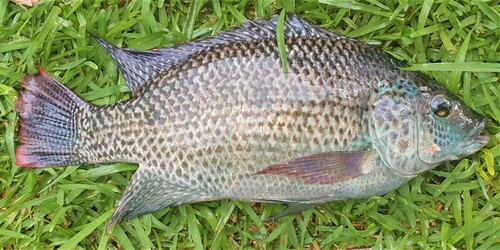 Black tilapia (Oreochromis placidus) — Cichlidae — 3