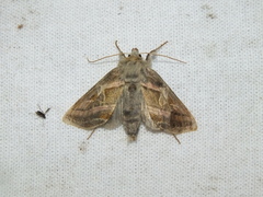 Euchalcia variabilis