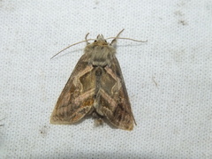 Euchalcia variabilis