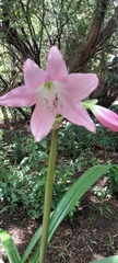 Crinum moorei