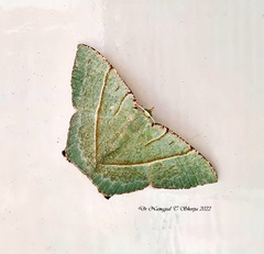 Neohipparchus vallata