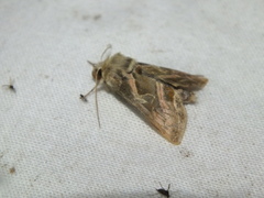 Euchalcia variabilis