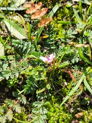 Erodium cicutarium