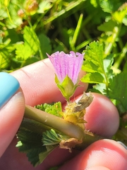 Malva nicaeensis