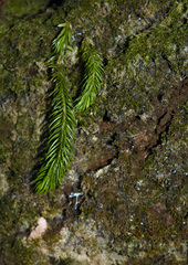 Phlegmariurus squarrosus