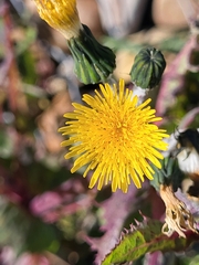 Sonchus oleraceus