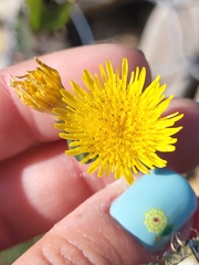 Sonchus oleraceus