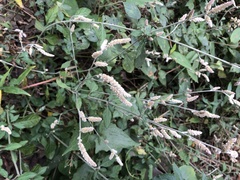 Ouret sanguinolenta