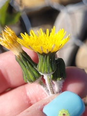 Sonchus oleraceus