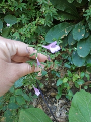 Clinopodium grandiflorum