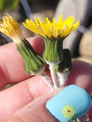 Sonchus oleraceus