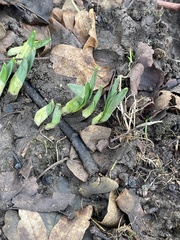 Narcissus