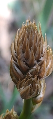 Asphodelus ramosus