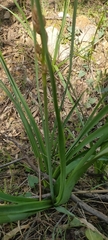 Asphodelus ramosus