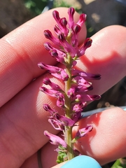 Fumaria officinalis