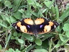 Junonia hierta cebrene